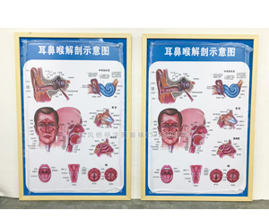 广州南方医院 耳鼻喉解刨示意图裱画框